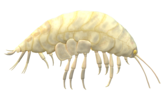 amphipode isolé sur une transparent Contexte png