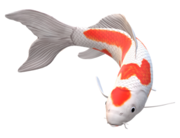 koi Carp Fish isolated on a Transparent Background png