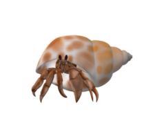ermite Crabe isolé sur une transparent Contexte png