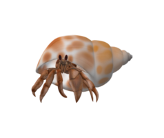 ermite Crabe isolé sur une transparent Contexte png