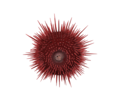Urchin isolated on a Transparent Background png