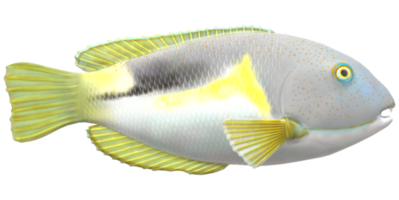 zanna pesce isolato su un' trasparente sfondo png