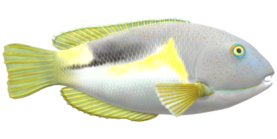 colmillo pescado aislado en un transparente antecedentes png