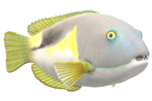 colmillo pescado aislado en un transparente antecedentes png