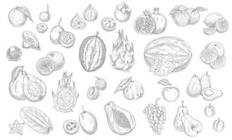Sketch fruits isolated vector icons, tropical set