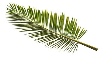 Colored realistic palm leaves isolated on white. Branch of palm tree for composing a collage. Vector illustration.