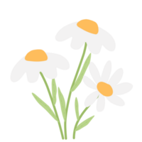 Daisy Flower for Wedding Decorations png