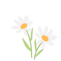 Daisy Flower for Wedding Decorations png