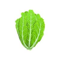 Cartoon Romano salad vegetable, leaf lettuce food vector