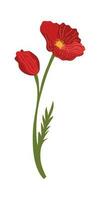 Poppy Flower Element Illustration. Vector red poppies isolated on a white background.