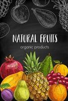 Fruits sketch chalkboard sketch vector banner