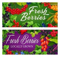 Farm garden, wild ripe berries vector banner