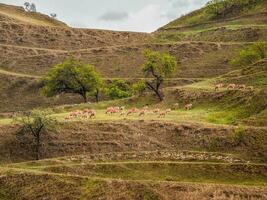 Funny view of the mountainside with terraces and pink sheep grazing. Painted sheep flanks. photo