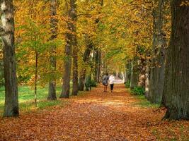 Walking people in autumn. Alley of red trees in Pavlovsky park in autumn, Pavlovsk, St. Petersburg. photo