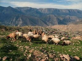 A flock of sheep graze high in the mountains in the background of the village. Dagestan. photo