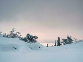 Amasing pink dawn. Frozen mountain spruce on a winter snow-covered slope. Semi-darkness, minimalistic appearance. Arctic harsh nature. Mystical fairy tale of the winter frost forest. photo