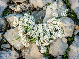 Beautiful rock jasmine flower. A kind of Mat-forming herb. It grows in the high altitude mountains. photo