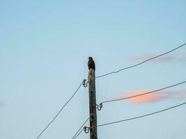 A vulture bird of prey sits on a telegraph pole and looks out for prey at dawn. photo