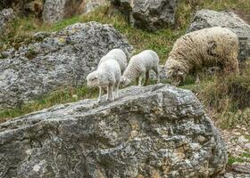 A sheep with lambs on a mountainside among large stones. photo