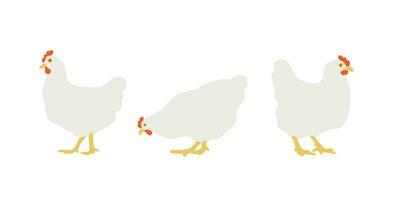 Flat white chicken. Set of vector illustrations for design. Homemade chicken, hen. Isolated on white background.