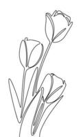 Three tulips isolated on white background. Hand drawn one line continuous flowers vector illustraiton. Line art spring concept with tulip, outline flowers.