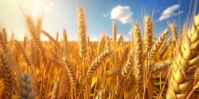 The close up view of wheat ears with . photo