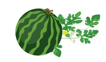 sandía vector ilustración. todo sandía vector aislado en blanco antecedentes. verano Fruta tema y concepto. plano vector en dibujos animados estilo.