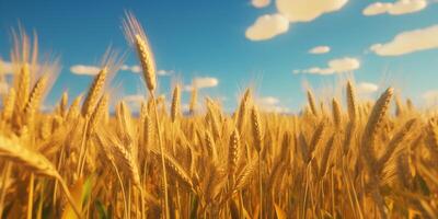 The close up view of wheat ears with . photo