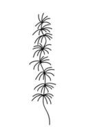 Hand drawn doodle sea plant illustration. Vector doodle seaweed isolated. Vector stock illustration.