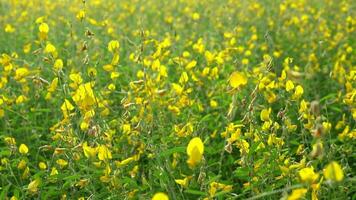 crotalária ou crotalária junça, amarelo flor campo florescendo em tarde Sol video