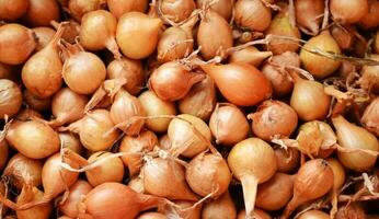 cebolla siembra en un caja, un lote de cebollas, natural fondo, cebollas para plantando, primavera plántulas, cebolla cáscaras foto