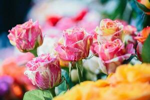 The backdrop of the colorful flowers photo