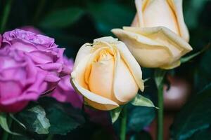 The backdrop of the colorful flowers photo