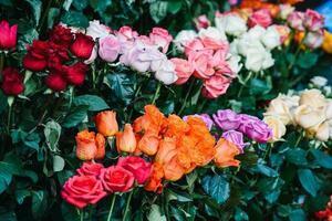 The backdrop of the colorful flowers photo