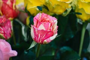 The backdrop of the colorful flowers photo