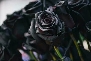 The backdrop of the dark black rose photo