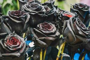 The backdrop of the dark black rose photo