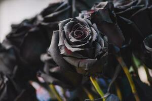 The backdrop of the dark black rose photo