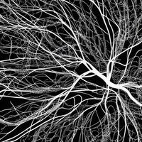 Neuron cell network model. photo