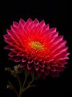 Illustration of a Chrysanthemum in black background. photo