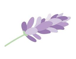 Vector isolated sprig of lavender or lilac with petals in flat style.