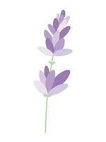 Vector fragrant isolated sprig of lavender with petals and leaves in flat style.