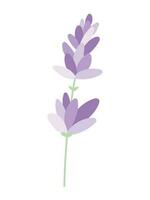 Vector fragrant isolated sprig of lavender with petals and leaves in flat style.