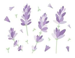 ramas de lavanda o lila con púrpura pétalos conjunto de aislado leña menuda y flores en plano estilo. vector