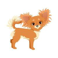 Cute fluffy brown chihuahua dog vector