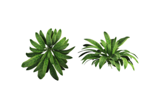 tropical tree isolated and bush for decoration png