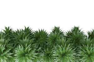 tropical tree isolated and bush for decoration png