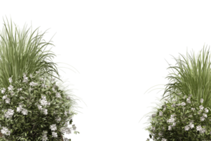 tropical tree isolated and bush for decoration png