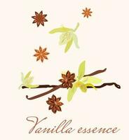 vanilla flowers with sticks and star anis. for packaging design, labels and branding vector