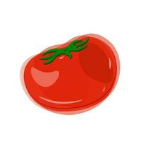 Vector red tomato with green tail in watercolor style on white background.